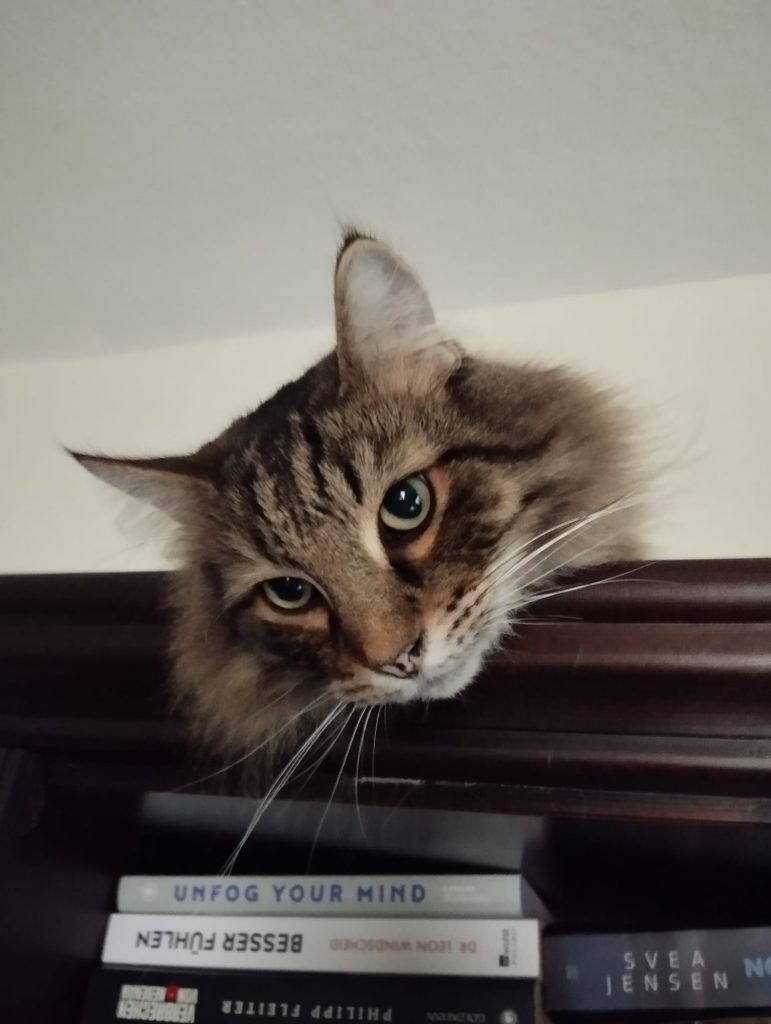 geliebter Murphy - Norwegischer Waldkater